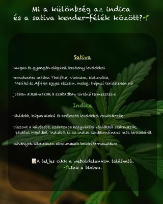 ✨ Indica vs. Sativa – tudod, miben különböznek? Fedezd fel a különbségeket, és tudd meg, melyik fajta illik hozzád 👉 link...